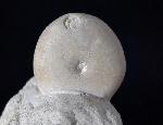 Conulus subrotundus (MANTELL 1822) - Bild © FossNet FossilienStore